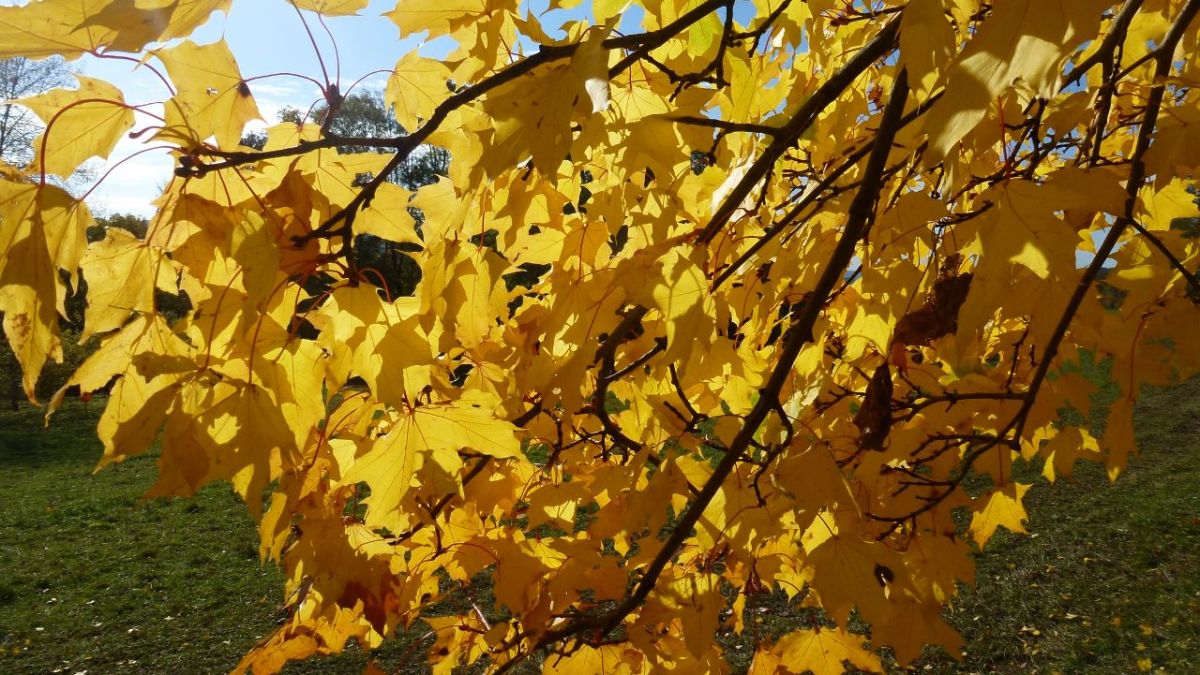 Die Reisegruppe Holz