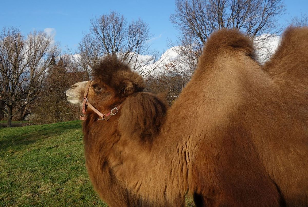 Dieser Dezember, der dunkelste&nbsp;Sommermonat