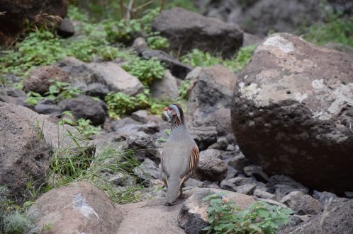 DSC_0305 (1280x853).jpg