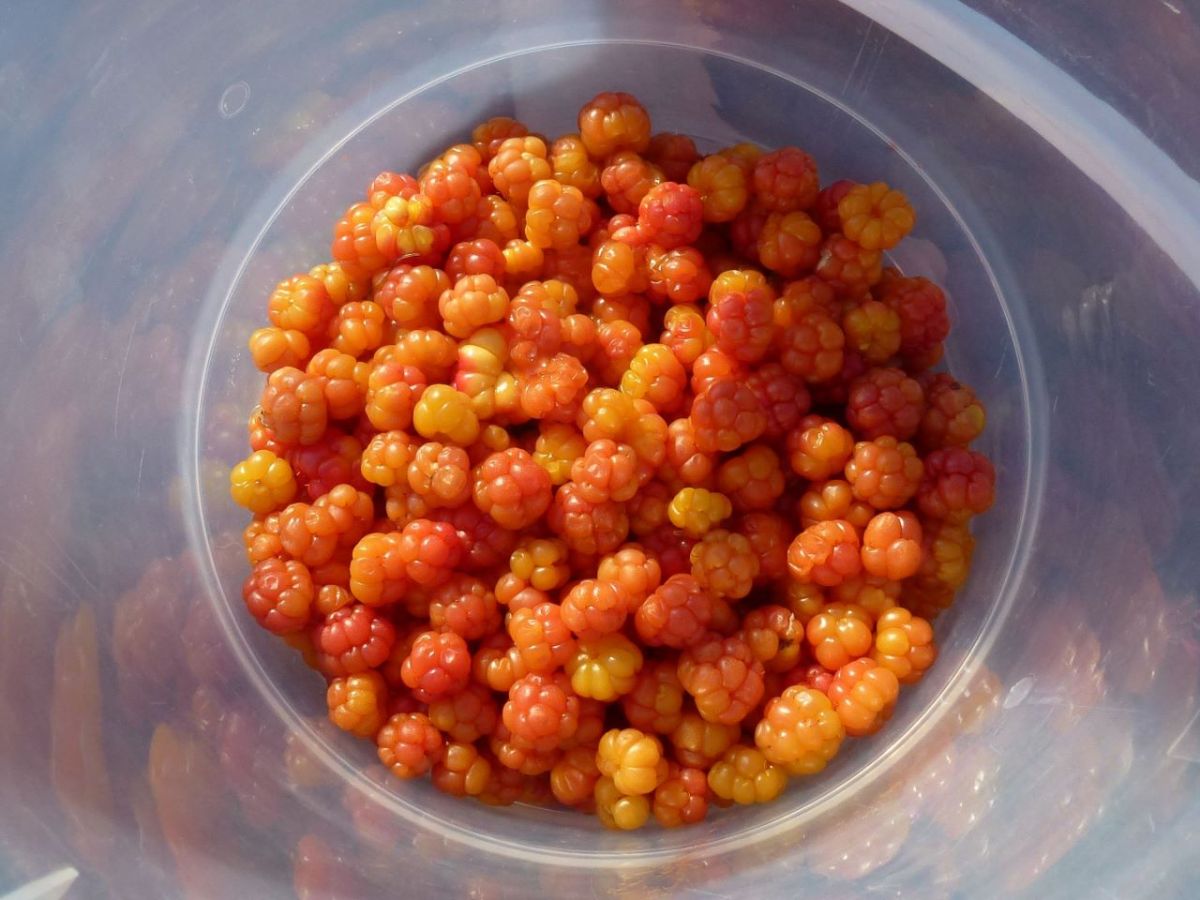 NordTour 2014 – Tag 19 – Weltkriegsspuren und&nbsp;Moltebeeren