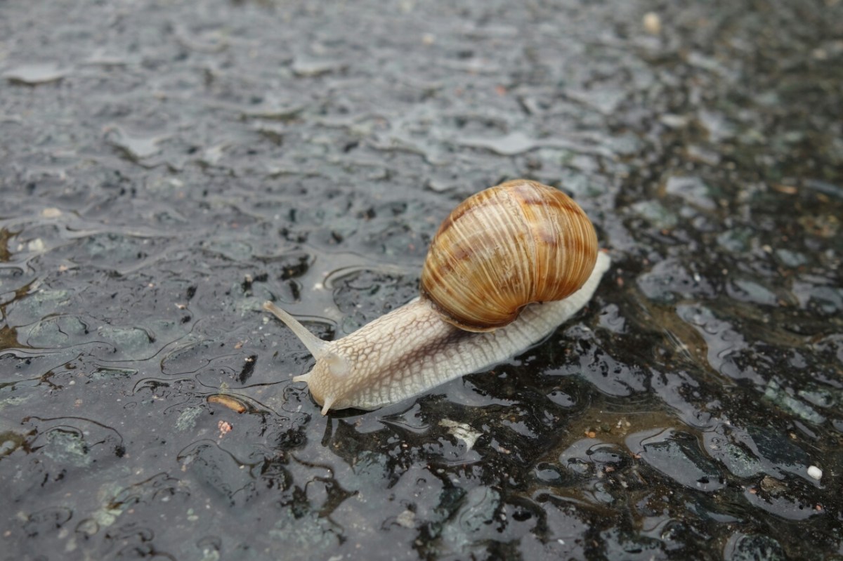 Schnecken auf unserer&nbsp;Osttour