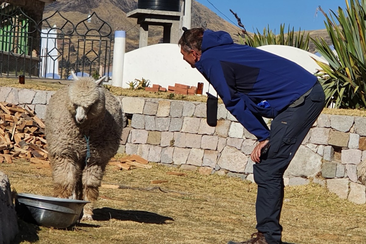 Alpaka-Talk – Peru