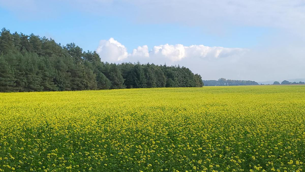 Weisheit #10, Senf- kein&nbsp;Raps